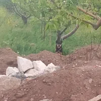 سگ روتوایلر