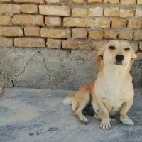 سگ پاپی