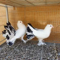 کبوتر دم چتری