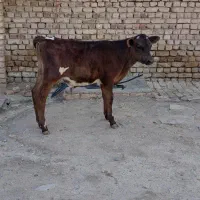 گوساله