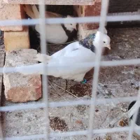 کبوتر قشنگ فروشی