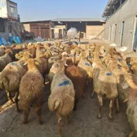 دامداری  بزرگ  در  رباط کریم  شبانه روزی