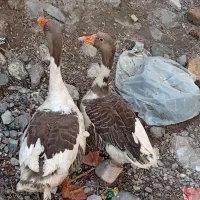 سه‌ عدد‌ غاز