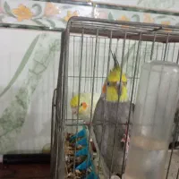 عروس هلندی