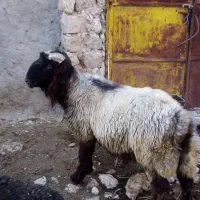 شیک قوچ