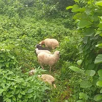 گوسفند برره
