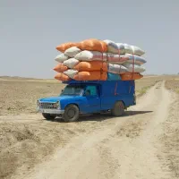 کاه گندم