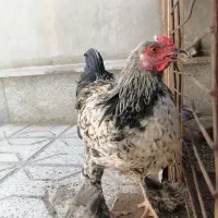 خروس برهما پاپر 5ماهه