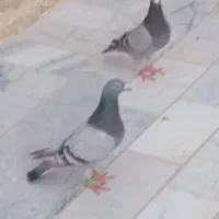 سلام  نروماده سبز به فروش میرسد