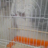 فنچ نرگسی نر ماده
