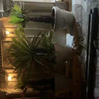 فروش ۳ عدد درخت نخل