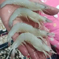 میگو بیاح زبان