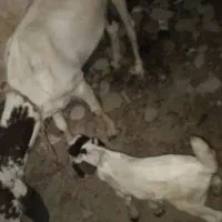 معاوضه با موتور