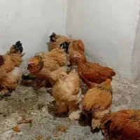 تخم نطفه دار برهما امپراطوری