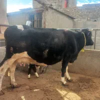 گاو هلشتاین با گوساله سیمینتال نر