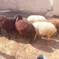 بره نر فروشی
