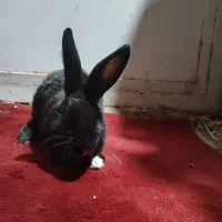 خرگوش نر ماده