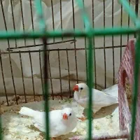فنچ