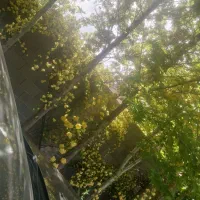 دورهمی ویژه بانوان ۳۱ اردیبهشت