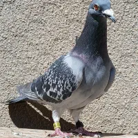 کبوتر پلاکی