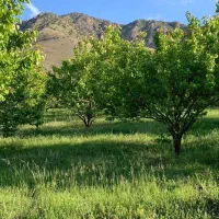 مشاوره تخصصی باغات میوه