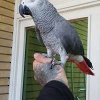 کاسکو