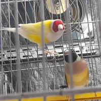 فنچ گلدین