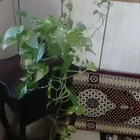 گل پتوس سرحال و زیبا مناسب دکور