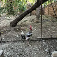 خروس