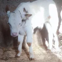 تلقیح مصنوعی گاو