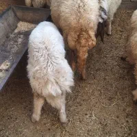 سلام یک عدد شک سنجابی اول بره