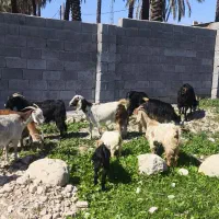 بز داشتی|حیوانات مزرعه|بهبهان, |دیوار