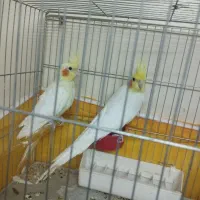 عروس هلندی
