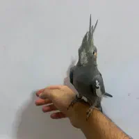 عروس هلندی