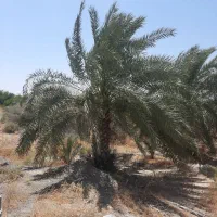 فروش نخل پیارم بزرگ باثمر در طرح تغییر کاربری
