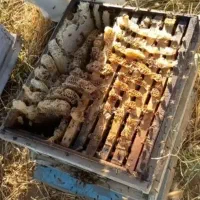 عسل درجه یک کوه های ملایر