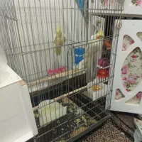 یک جفت عروس هلندی کار داده