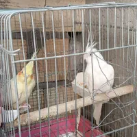 عروس هلندی