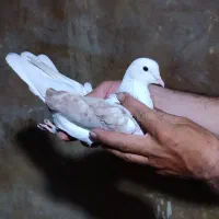 کبوتر