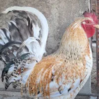 خروس محلی اصیل درجه‌یک