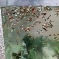 ماهی اکواریوم گوپی گپی کوپی کپی