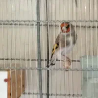 سهره جوجه قفس