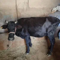 گاو هلشتاین ابستن