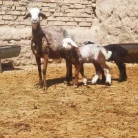 میش بره دار ،دوقلو ،گوسفند،قوچ