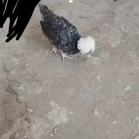 جوجه|حیوانات مزرعه|خمینی‌شهر, |دیوار