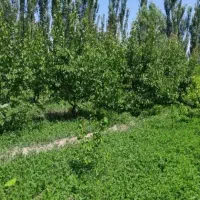زمین ویلایی سعیدلو