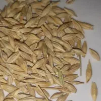صد کیلو جو محلی