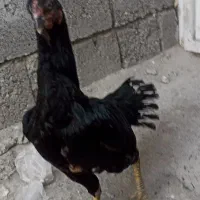 مرغ
