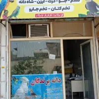 (دانه فروشی پرندگان)