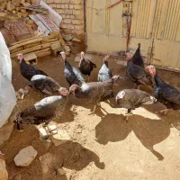 ۱۱ راس بوقلمون ماده آماده برا جوجه کشی.